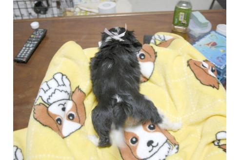 成約済の埼玉県のキャバリアキングチャールズスパニエル-23191の5枚目
