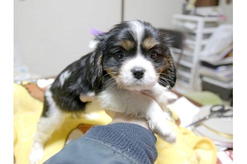 成約済の埼玉県のキャバリアキングチャールズスパニエル-23194の4枚目