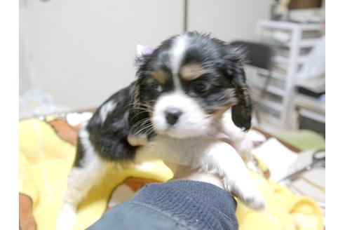 成約済の埼玉県のキャバリアキングチャールズスパニエル-23194の1枚目
