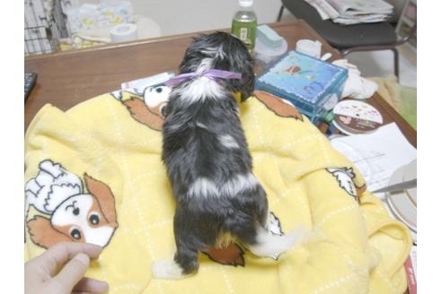 成約済の埼玉県のキャバリアキングチャールズスパニエル-23194の3枚目