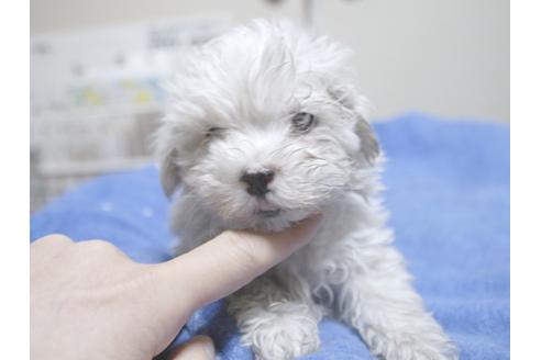 成約済の埼玉県のマルチーズ-22997の1枚目