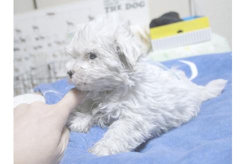 成約済の埼玉県のマルチーズ-22997の2枚目
