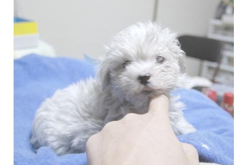 成約済の埼玉県のマルチーズ-22997の3枚目