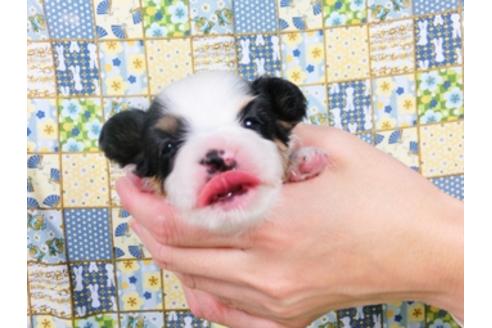 成約済の千葉県のパピヨン-23971の1枚目