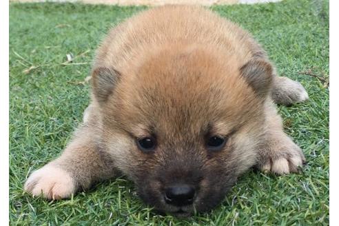 成約済の長崎県の柴犬-22801の1枚目