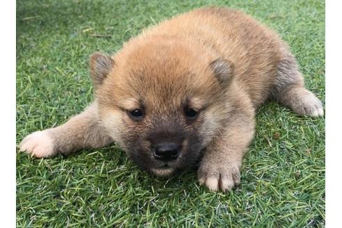 成約済の長崎県の柴犬-22801の2枚目