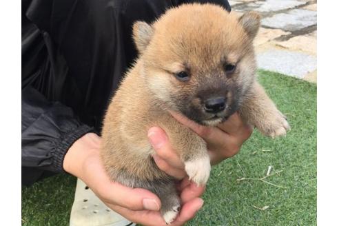 成約済の長崎県の柴犬-22801の3枚目