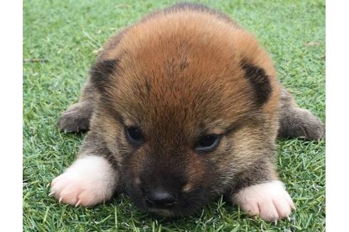 成約済の長崎県の柴犬-22795の3枚目