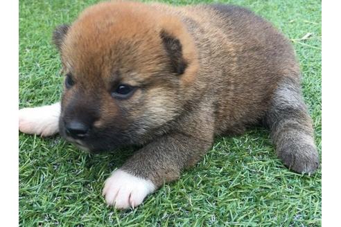 成約済の長崎県の柴犬-22795の1枚目