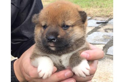成約済の長崎県の柴犬-22795の2枚目
