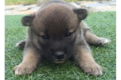 成約済の長崎県の柴犬-22142の1枚目