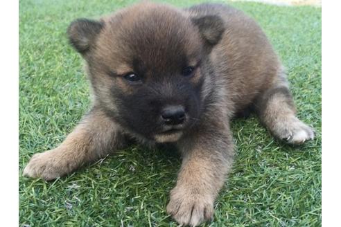 成約済の長崎県の柴犬-22142の2枚目