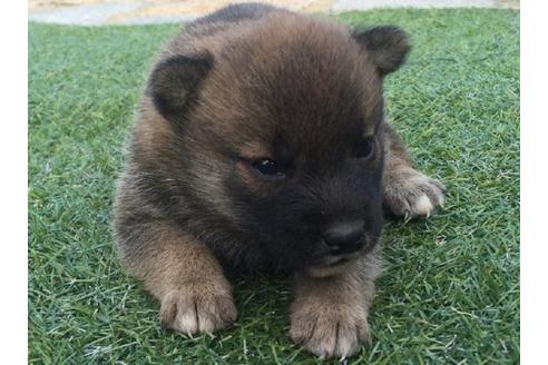 成約済の長崎県の柴犬-22142の3枚目