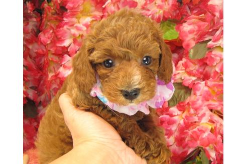 成約済の茨城県のトイプードル-23984の1枚目