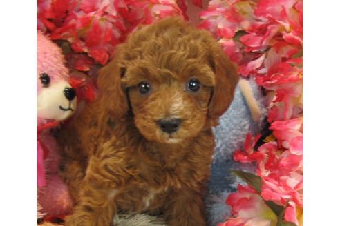 成約済の茨城県のトイプードル-23984の2枚目