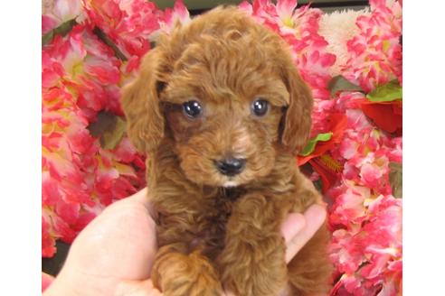 成約済の茨城県のトイプードル-23984の3枚目