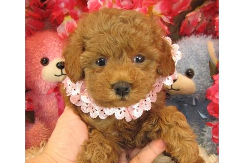 成約済の茨城県のトイプードル-23051の1枚目