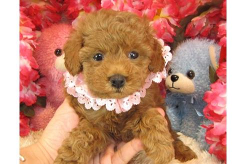 成約済の茨城県のトイプードル-23051の2枚目