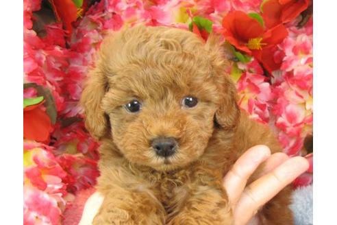 成約済の茨城県のトイプードル-23051の3枚目