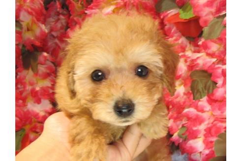 成約済の茨城県のトイプードル-23985の1枚目