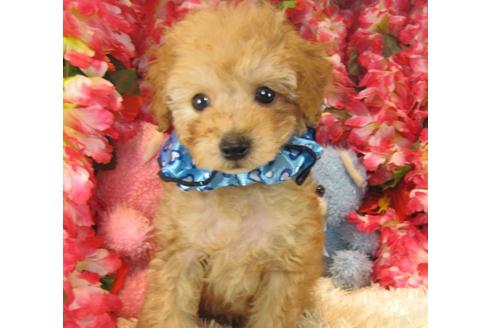 成約済の茨城県のトイプードル-23985の2枚目