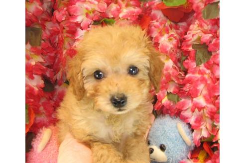 成約済の茨城県のトイプードル-23985の3枚目