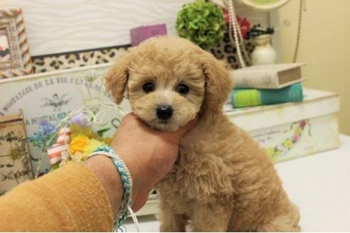 成約済の大阪府のトイプードル-23987の2枚目