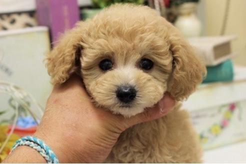成約済の大阪府のトイプードル-23987の5枚目