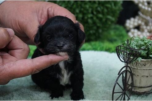 成約済の京都府のミックス犬-23996の2枚目