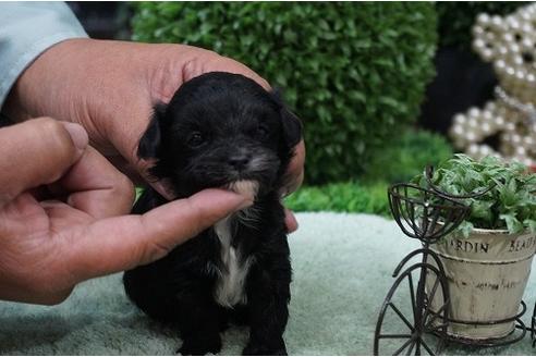 成約済の京都府のミックス犬-23996の3枚目