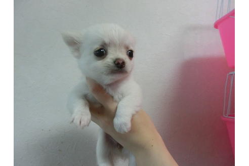 成約済の福岡県のチワワ-23129の4枚目