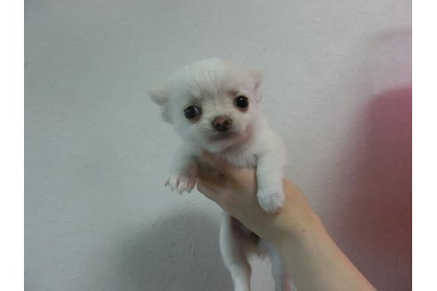 成約済の福岡県のチワワ-23129の3枚目