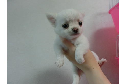 成約済の福岡県のチワワ-23129の2枚目