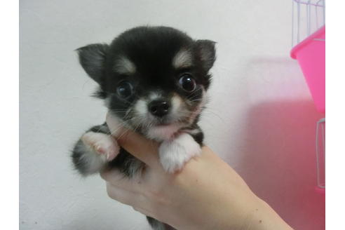 成約済の福岡県のチワワ-23130の5枚目