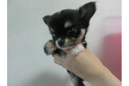 成約済の福岡県のチワワ-23130の4枚目