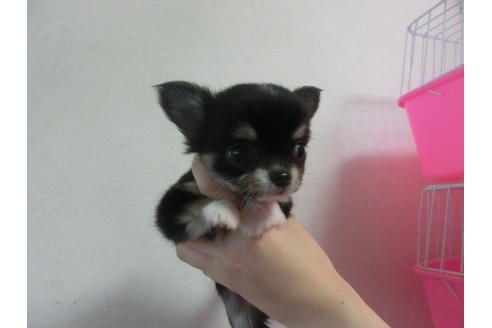 成約済の福岡県のチワワ-23130の3枚目