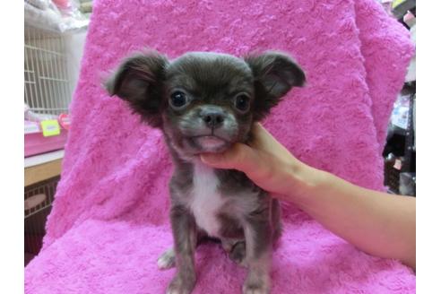 成約済の京都府のチワワ-22610の1枚目