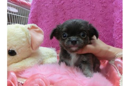 成約済の京都府のチワワ-22610の2枚目