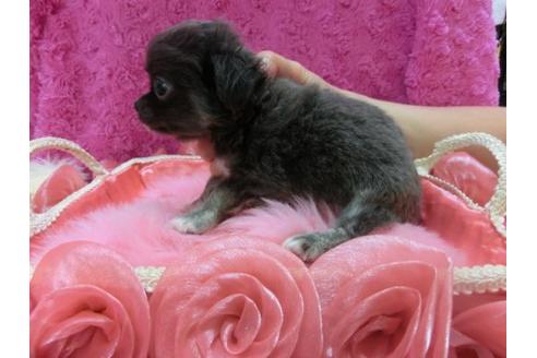 成約済の京都府のチワワ-22610の3枚目