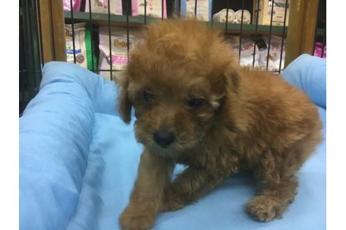成約済の愛知県のトイプードル-23075の1枚目