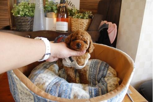 成約済の埼玉県のトイプードル-24016の1枚目