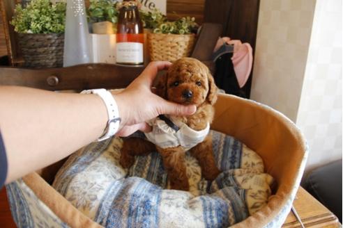 成約済の埼玉県のトイプードル-24016の2枚目