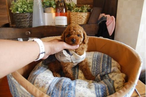 成約済の埼玉県のトイプードル-24016の3枚目