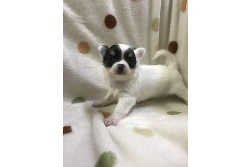 成約済の岐阜県のチワワ-24018の3枚目