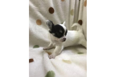 成約済の岐阜県のチワワ-24018の1枚目