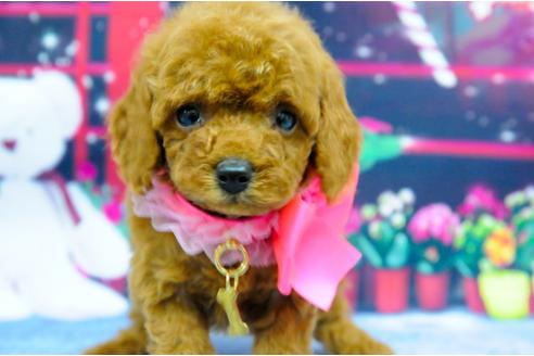 子犬