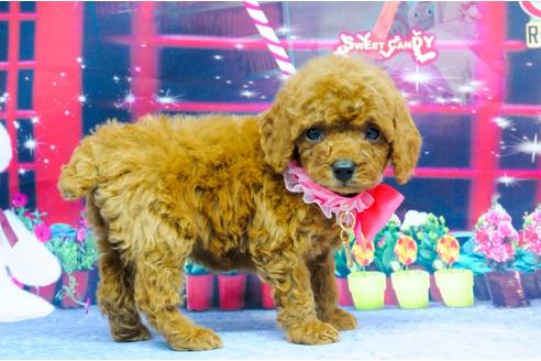 成約済の愛知県のトイプードル-24026の3枚目