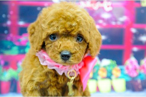 成約済の愛知県のトイプードル-24026の4枚目