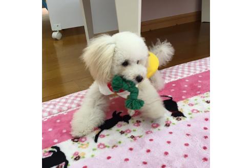 成約済の福岡県のトイプードル-18880の3枚目