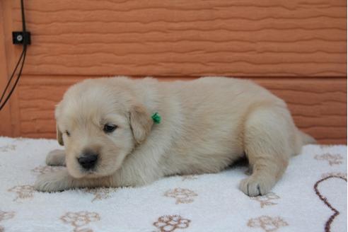 成約済の茨城県のゴールデンレトリーバー-24125の3枚目